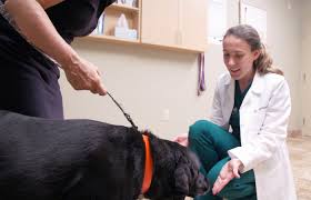 6 deaths 69 surgical and medical procedures incl. Wellness Vet In Avon Lake Avon Lake Animal Clinic