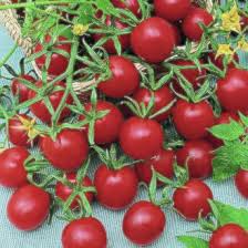 They grow to about 30 cm/1 ft. Tiny Tim Tomato Plant Size Cromalinsupport