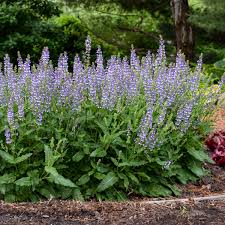 Salvia Azure Snow Pp30534 Cpbraf Walters Gardens Inc