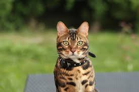 Bengal tigers have the longest canine teeth of any living cat, and also rival the siberian tiger for the. Bengal Cat Bengal Tiger Cat Feline Animal Nature Predator Wildcat Portrait Pet Pikist