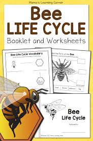 How do i make the different bees? Bee Life Cycle Worksheets Mamas Learning Corner