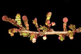 Image result for Phyllanthus macranthus