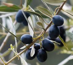 .tree onto another mature tree, how long will it take for the graft to begin bearing fruit? Olive Growing Sa Olive