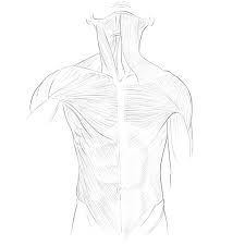 Third, the muscles of the torso do not move just the torso (vertebral column and rib cage) but also the shoulder girdle, which includes the scapula bones and one way is to group them by their location on the anterior, lateral, and posterior regions of the body, but they can also be classified by anatomical. Torso Muscles Anatomy