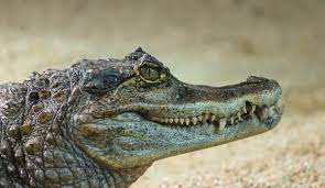 Check spelling or type a new query. Arti Sebenarnya Mimpi Melihat Buaya Masuk Rumah Benarkah Pertanda Buruk