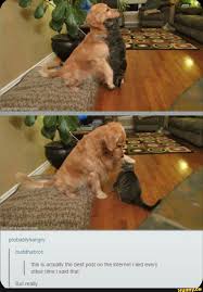 Ihave a ZUCCHINI ANGST and we have a FUNKS. - iFunny