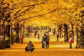 Autumn is the favourite season for many in japan because it brings about colourful autumn leaves in red, orange and yellow, with the delicate japanese maple, or momiji, taking on a crimson red. Japan Autumn Forecast 2018