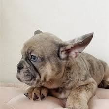 At poetic french bulldogs, we believe in breeding the prettiest, healthiest, most unique french bulldog puppies. French Bulldog Houston Home Facebook