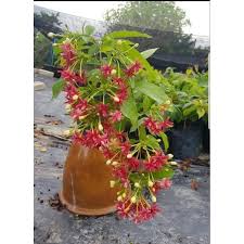 Pokok akar dani atau nama saintifiknya quisqualis indica juga dikenali dengan nama 'chinese honeysuckle' dan 'rangoon creeper'. Akar Dani Rangoon Creeper Anak Pokok Bunga Wangi Shopee Malaysia