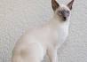 Javanese Cat Breed Information - Vetstreet