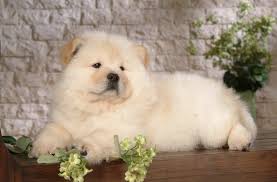 Polar Bear Dog Breeds To Fall In Love With Pets Nurturing