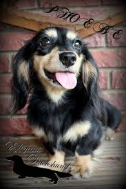 Black And Cream Dachshund Black And Cream Longhair Dachshund Elegant Dachshunds Dapple Dachshund Silky Terrier Dogs And Puppies