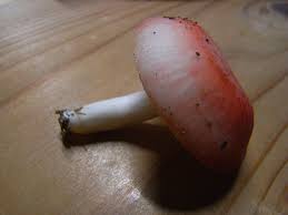 山のクジラを獲りたくて