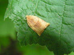 Image result for Archips podanus