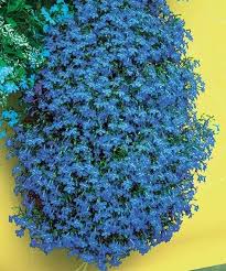 Image result for foto Lobelka