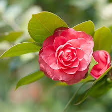 Maybe you would like to learn more about one of these? Flowers Appreciation In China 2021 Where And What Flower To See
