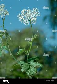 Image result for Pimpinella ledermannii