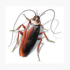 How do we close the vaccine gaps that are going to occur geographically? Floral Crown Cockroach Photographic Print By Optimuspaula Redbubble