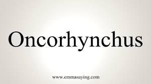 Oncorhynchus nerka pronunciation and definition. How To Pronounce Oncorhynchus Youtube