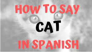 How Do You Say Cat In Spanish El Gato Youtube
