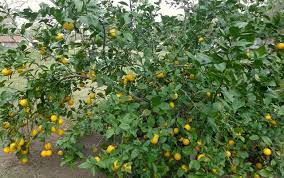 I have purchased a few fruit trees online in the past. Six Fast Growing Fruit Trees And One Vegetable Schneiderpeeps
