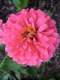 Zinnea Pink Flowers Beautiful Flowers Happy Flowers