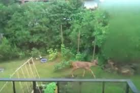 My mexican cookbook has recipes. Man Sees Deer With Growth On His Head Called Cactus Buck Syndrome