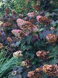 Jun 19, 2019 · i have about a dozen hydrangea's, limelight, annabelle, firelight, pink diamond, oakleaf and the mop heads, nikko blue and endless summer. Hydrangea Problems Diy