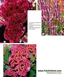 Taman bunga celosia kudus ini dibuka sedari pagi jam 7 sampai jam 5 sore. Celosia Foto Penanaman Dan Perawatan Jenis Bunga Situs Tentang Taman Pondok Dan Tanaman Hias