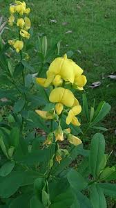Image result for Crotalaria distans