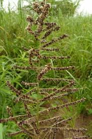 Image result for Echinochloa pyramidalis