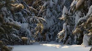 Wallpaper Landscape Forest Nature Sky Snow Winter Branch Ice Cold Frost Wildlife Canon Sculpture Spruce Atmosphere Russia Aliens Fir Freezing North February Evergreen Nord Tree Wintry Mood Snowy Woods Eos Natura Taiga is an addon for tinkers construct. landscape forest nature sky snow