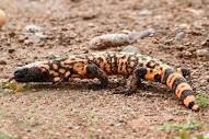 Mexican beaded lizard | reptile | Britannica
