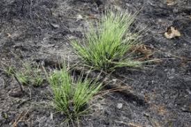 Image result for Aristida recta