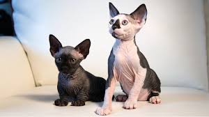 Talk to other sphynx cat owners, breeders as well as to professional groomers and veterinarians about what's involved with their care. New Cat Breeds Meet The Hairless Sphynxiebob And Bambob Youtube