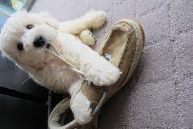 Why Is My Dog Tearing Up The Carpet What Should I Do Herepup