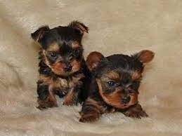 Check spelling or type a new query. Yorkshire Terrier Puppies For Sale