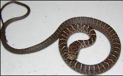 Southern Black Racer Juvenile Note The Slender Body And Reddish Colored Blotches Adults Aka Black Snakes Grow 4 5 Ft In Lengt Snake Black Racer Florida