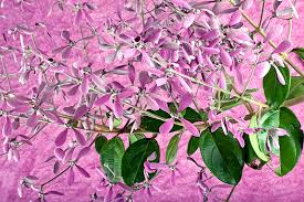 Image result for Congea