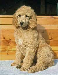 We did not find results for: Poodle Poodle Puppy Poodle Puppy Standard Standard Poodle