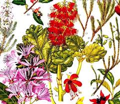 Image result for Ochnaceae