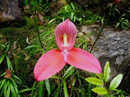 Image result for Disa fragrans