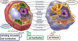 Check spelling or type a new query. Sel Tumbuhan Mempunyai Bentuk Tetap Karena Brainly Co Id