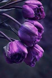 خلفيات باللون البنفسجي قلب بنفسجي purple heart facebook