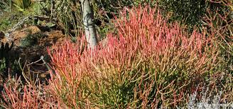 Image result for Euphorbia pfeilii