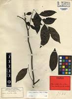 Image result for Diospyros abyssinica