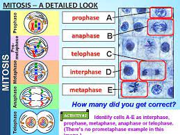 Mitosis, although a continuous process, is conventionally divided into five stages: Topics Covered The Functions Of Cell Division The