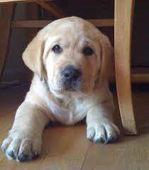 As a premier labrador breeder of akc and ukc registered, yellow, black, and chocolate labrador retriever for over 41 years, nothing brings us more joy than providing a family with a happy, healthy, labrador retriever puppies that we know will grow up in a loving home and provide its owners with years of joy. English Golden Lab Puppies Cheap Buy Online