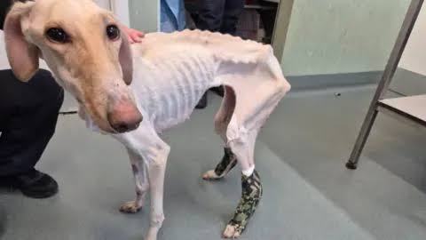 RSPCA's 'thinnest dog' rescued from country road on New Years Day