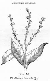 Image result for Petiveria alliacea